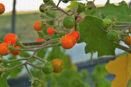 Solanum violaceum fructification